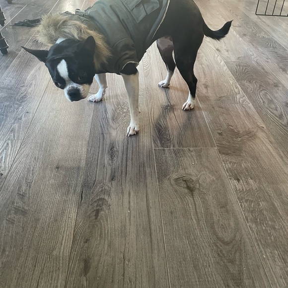 Canada Pooch winter jacket too small for my dog. size 10 like new - Picture 4 of 8